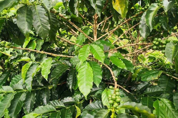 Monteverde Coffee & Chocolate Walking Tour: Tasting, Trails, and Views
