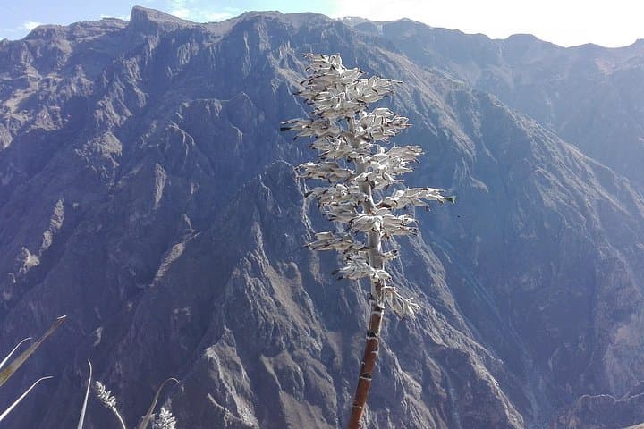 Colca Canyon 2-Day Trek: Sangalle Oasis & Cruz del Condor photo 5