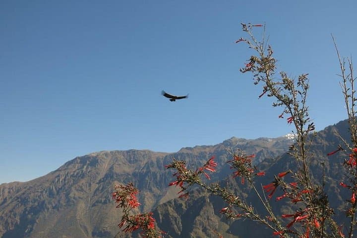 Colca Canyon 2-Day Trek: Sangalle Oasis & Cruz del Condor photo 6