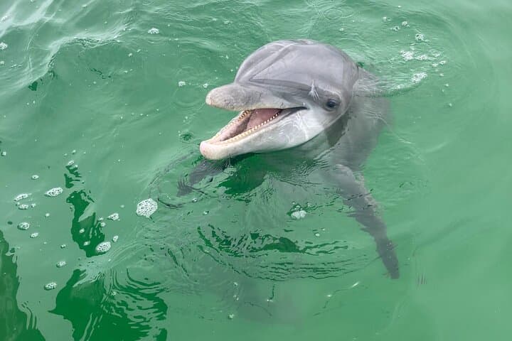 Sunset Dolphin Cruise to Shell Island — 2‑Hour Private Tour in Panama City Beach photo 3