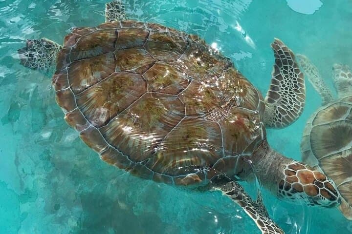 Full-Day Snorkel with Sea Turtles: Akumal, Tulum & Playa del Carmen photo 1