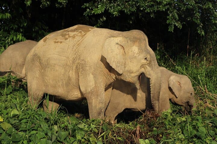 Deramakot Forest Safari 3D/2N — Borneo Wildlife Nights and Day Safaris