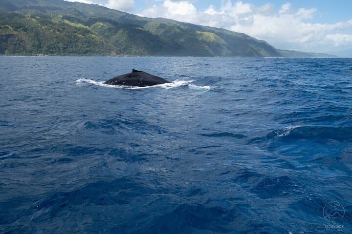Tahiti Whale Watching from Paea: Small-Boat Humpback Safaris photo 2