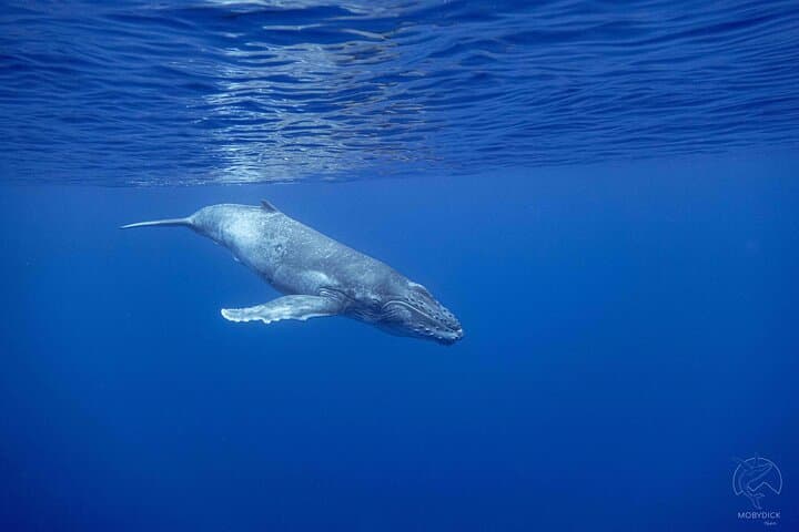 Tahiti Whale Watching from Paea: Small-Boat Humpback Safaris photo 4