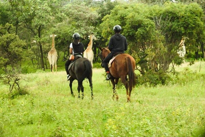 Horseback Safari Through Silkaatsnek Nature Reserve, Hartbeespoort photo 6