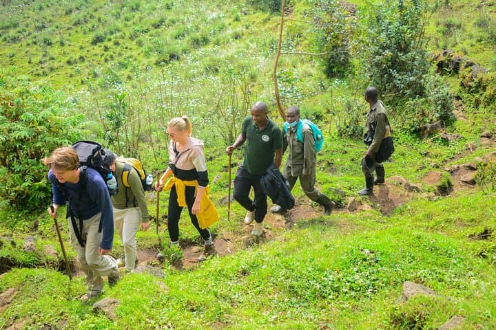 Two-Day Volcanoes National Park: Gorilla Trekking & Golden Monkey Experience photo 5