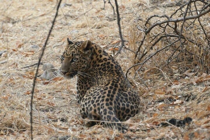 4-Day Jaipur, Ranthambore & Taj Mahal Tour — Tigers, Forts & Sunrise at Agra photo 2