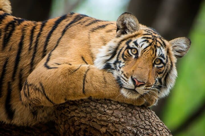 4-Day Jaipur, Ranthambore & Agra Tour: Tiger Safari, Taj Mahal & Forts photo 6