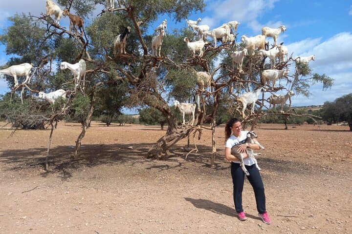 Coastal Escape: Essaouira One-Day Trip from Marrakech photo 4