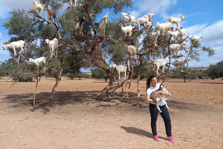 Coastal Escape: Essaouira One-Day Trip from Marrakech photo 2