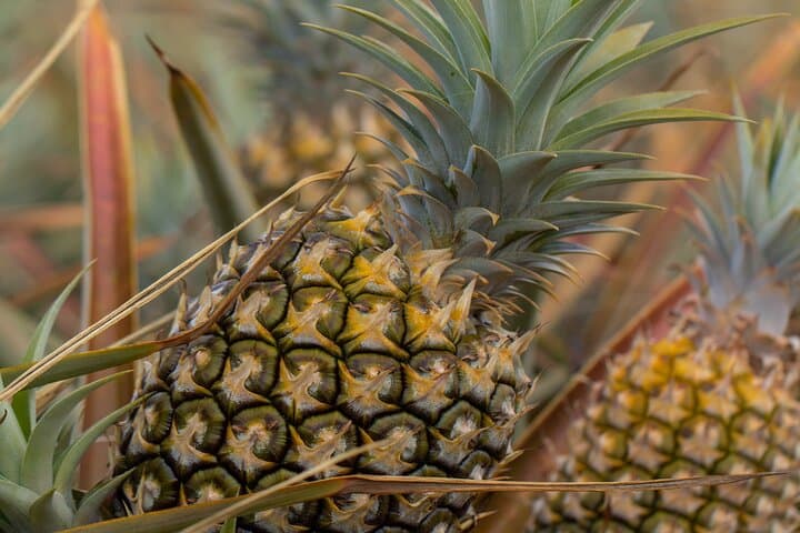 Maui Pineapple Farm Tour in Haliimaile: Upcountry Pineapple Fields & Tasting photo 3