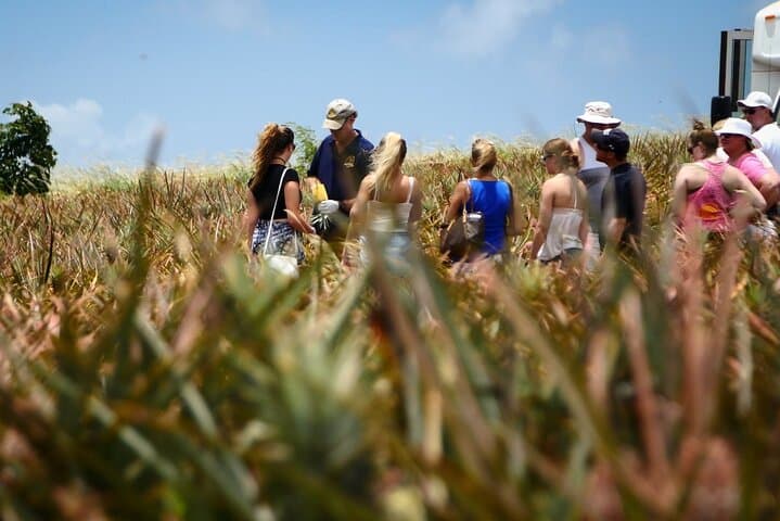 Maui Pineapple Farm Tour in Haliimaile: Upcountry Pineapple Fields & Tasting