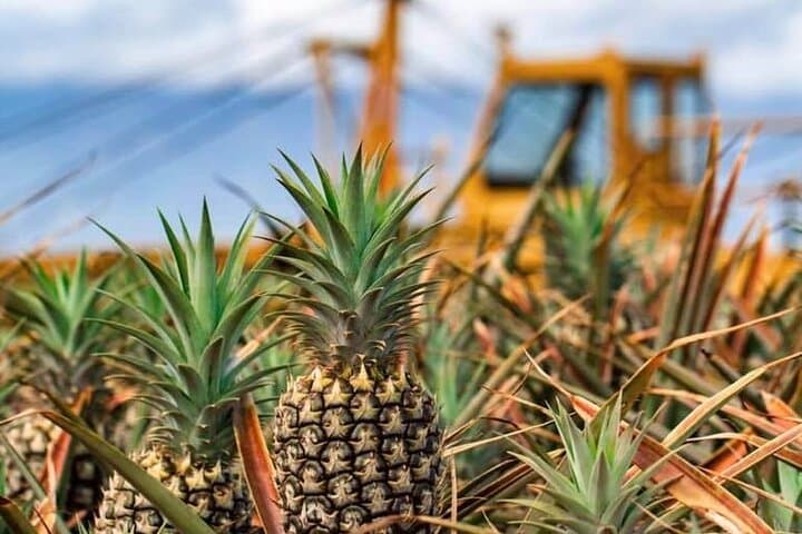 Maui Pineapple Farm Tour in Haliimaile: Upcountry Pineapple Fields & Tasting photo 2