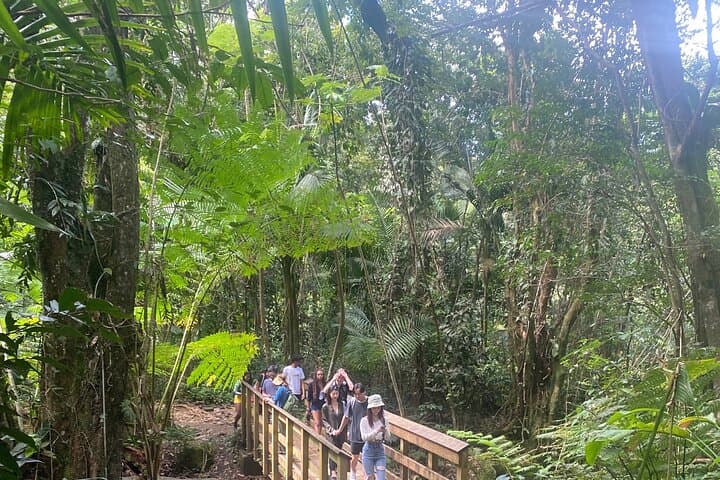 El Yunque Rainforest Hiking Tour from San Juan — Yokahu Tower, Trails & Natural Pools photo 4