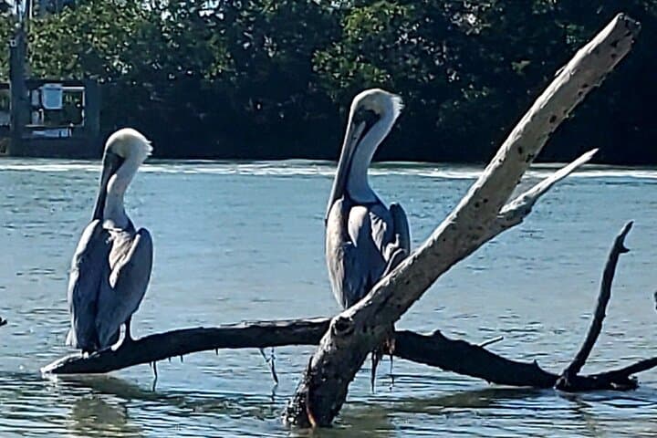 Big Hickory Island Kayak & SUP Rentals: Paddle Mangrove Tunnels and Shell-Strewn Beaches photo 4