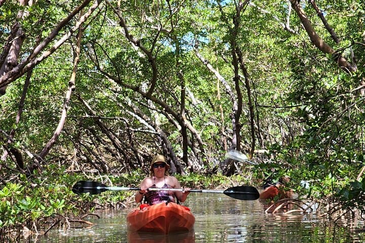 Big Hickory Island Kayak & SUP Rentals: Paddle Mangrove Tunnels and Shell-Strewn Beaches photo 3