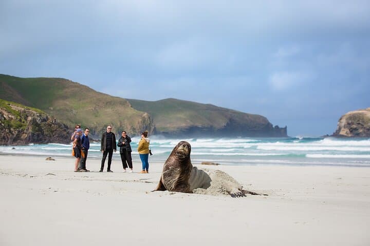 Otago Peninsula Wildlife Tour & Cruise — Monarch Wildlife Cruise & Penguin Reserve