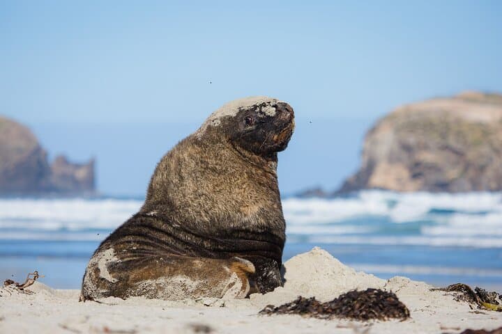 Otago Peninsula Wildlife Tour & Cruise — Monarch Wildlife Cruise & Penguin Reserve photo 3