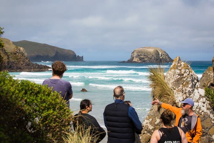 Otago Peninsula Wildlife Tour & Cruise — Monarch Wildlife Cruise & Penguin Reserve photo 2