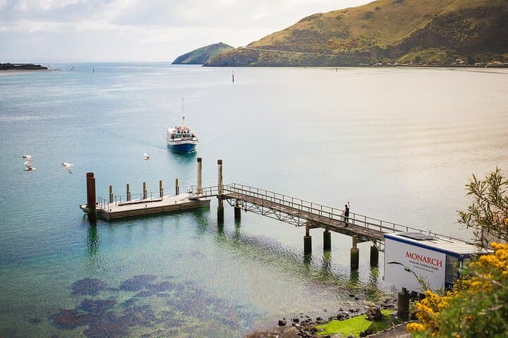 Otago Peninsula Wildlife Tour & Cruise — Monarch Wildlife Cruise & Penguin Reserve photo 5