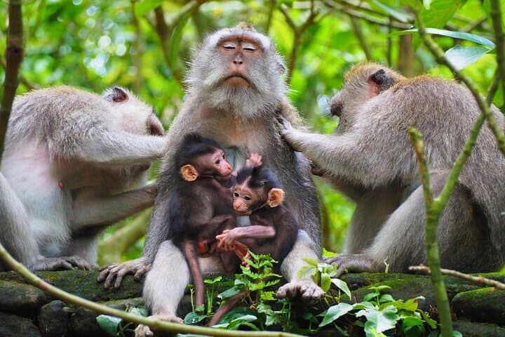 Ubud Village & Temples: Private One-Day Cultural Tour photo 5