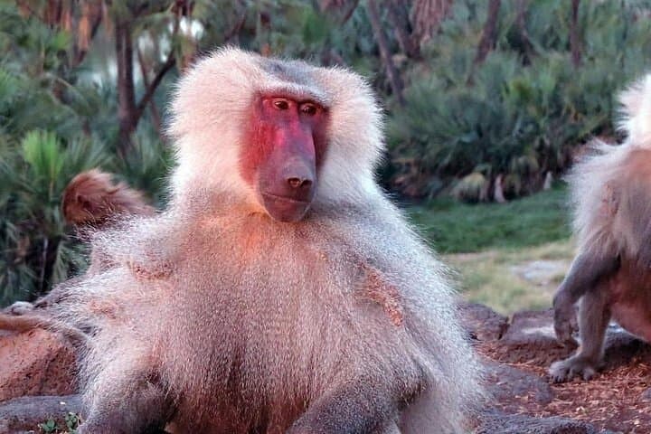 2-Day Wildlife Safari to Awash National Park from Addis Ababa
