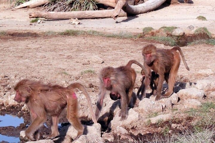 2-Day Wildlife Safari to Awash National Park from Addis Ababa photo 3