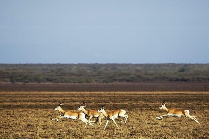 2-Day Wildlife Safari to Awash National Park from Addis Ababa photo 2