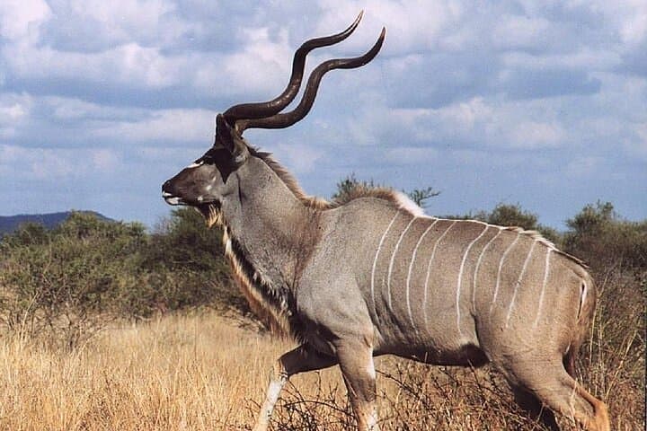 2-Day Wildlife Safari to Awash National Park from Addis Ababa photo 4