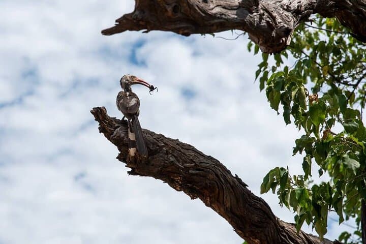 Livingstone Bird Watching Safari at Mosi-oa-Tunya (Victoria Falls)