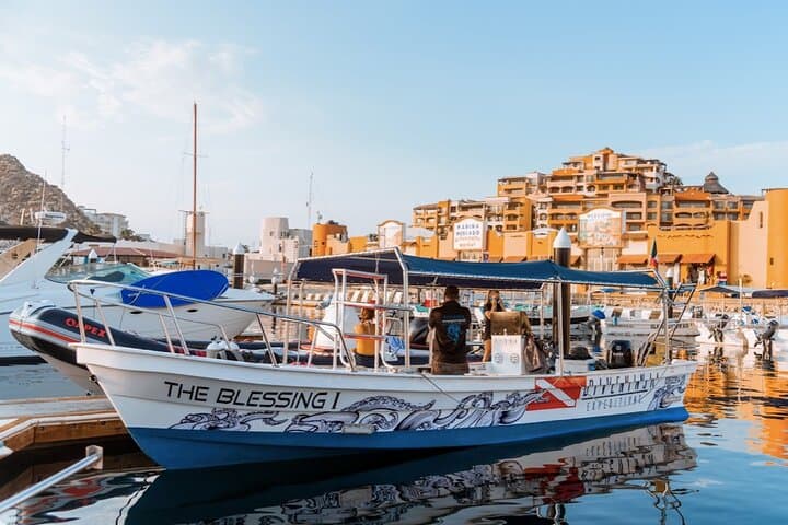 Private Half-Day Diving Tour in Cabo San Lucas — Mobula Rays, Sharks & Marine Park
