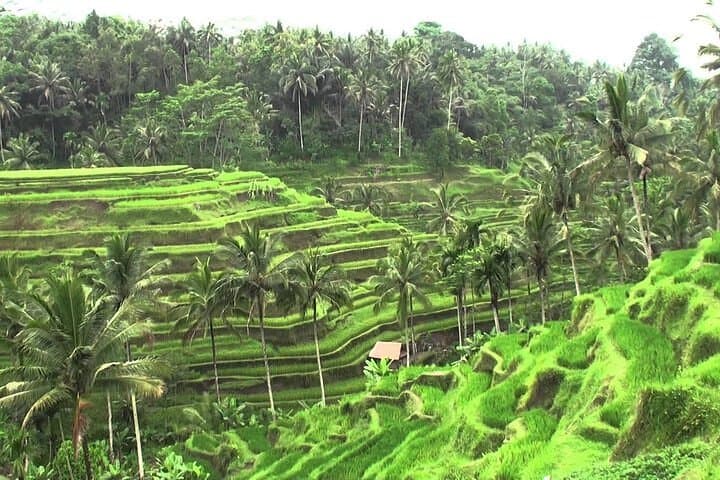 Ubud Village & Temples: Private One-Day Cultural Tour photo 3