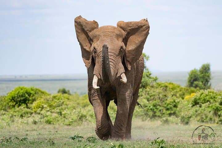 3-Day Backpacker Safari: Ngorongoro, Tarangire & Mt Oldeani Adventure