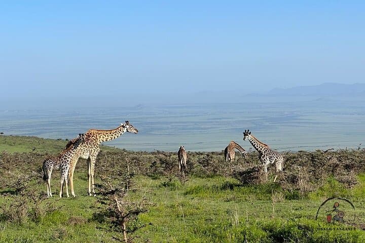 3-Day Backpacker Safari: Ngorongoro, Tarangire & Mt Oldeani Adventure photo 6
