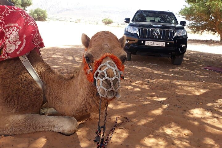 Agadir Camel and Horse Riding: Souss River Ranch & Eucalyptus Trails photo 5