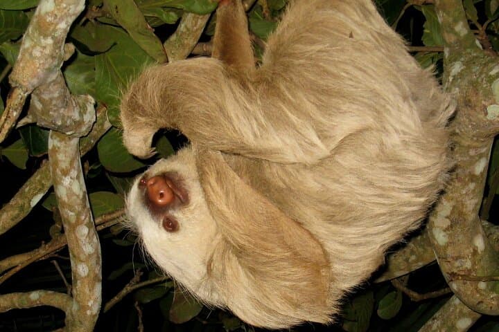 Night Walk in Monteverde Cloud Forest: Guided Nocturnal Wildlife Experience