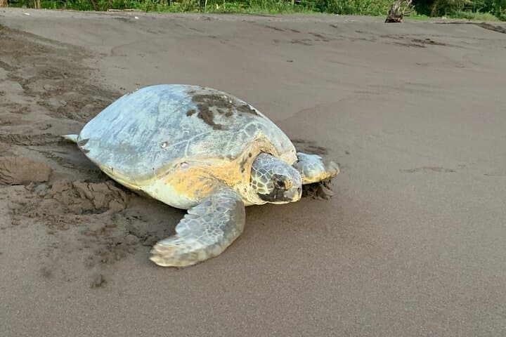 Tortuguero Night Turtle Watching: Practical Guide to the Nesting Beach