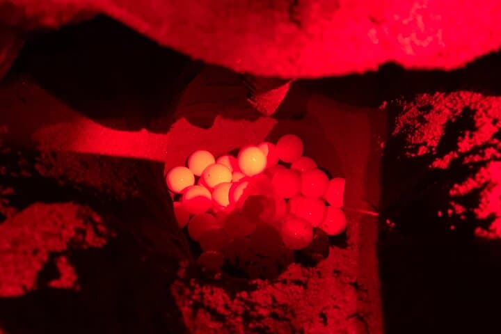 Tortuguero Night Turtle Watching: Practical Guide to the Nesting Beach photo 2