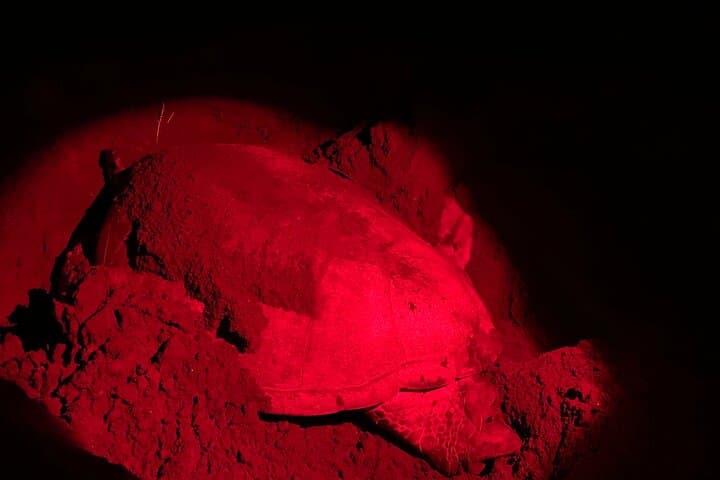 Tortuguero Night Turtle Watching: Practical Guide to the Nesting Beach photo 3
