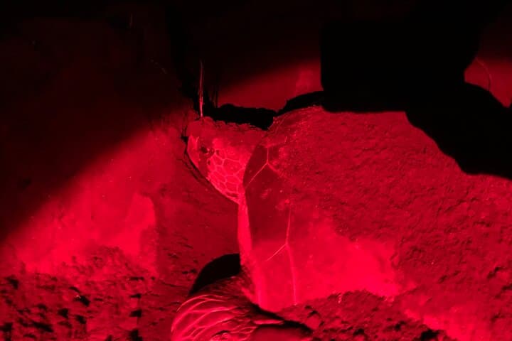 Tortuguero Night Turtle Watching: Practical Guide to the Nesting Beach photo 4