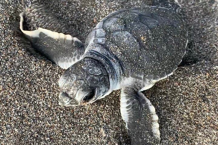 Tortuguero Night Turtle Watching: Practical Guide to the Nesting Beach photo 5
