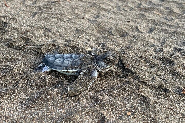Tortuguero Night Turtle Watching: Practical Guide to the Nesting Beach photo 6