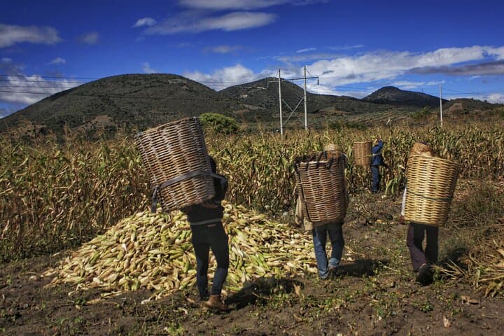 Zapotec Tortilla-Making Class Near Oaxaca: Hands-On Nixtamal & Comal Experience photo 5