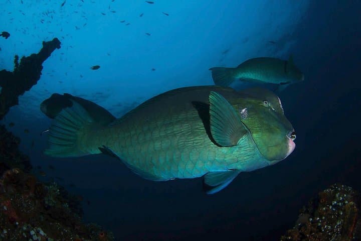 Tulamben USS Liberty Day Dives — 2 or 3 Dive Trip from South Bali photo 2