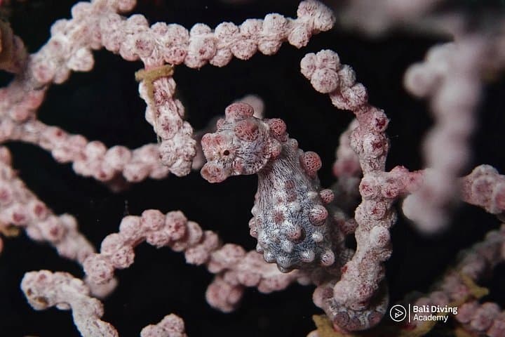 Tulamben USS Liberty Day Dives — 2 or 3 Dive Trip from South Bali photo 3