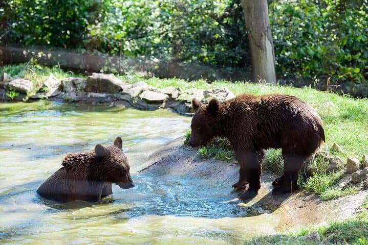 Private Day Tour from Bucharest: Libearty Brown Bears & Râșnov Fortress