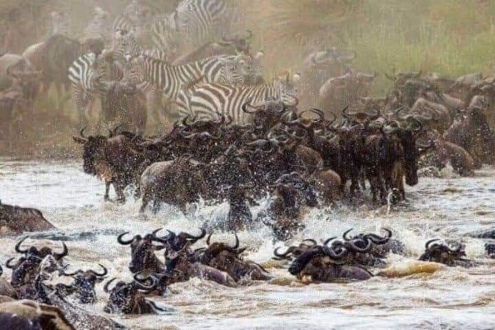 Guided Tour Masai Mara Kenya: 3-Day Safari for Wildlife & Wildebeest Migration photo 2
