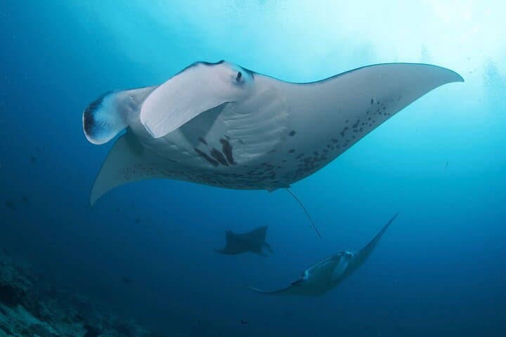 Discover Scuba: Nusa Penida Two-Dive Day Trip from Sanur photo 4