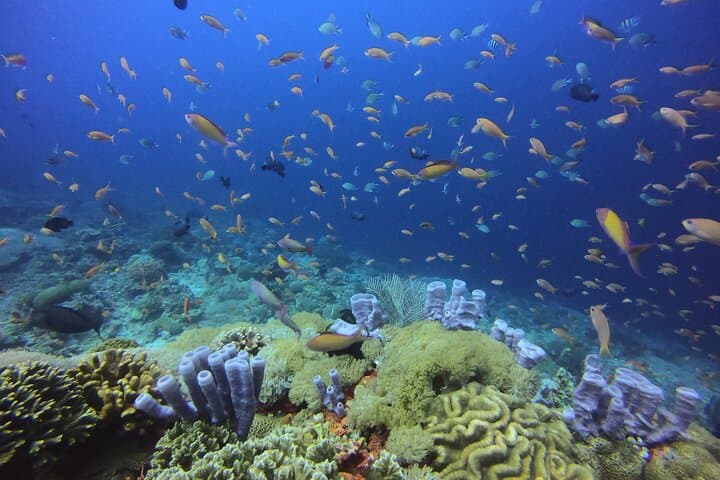 Snorkel with Manta Rays: Nusa Penida 3-Site Day Trip from South Bali photo 3