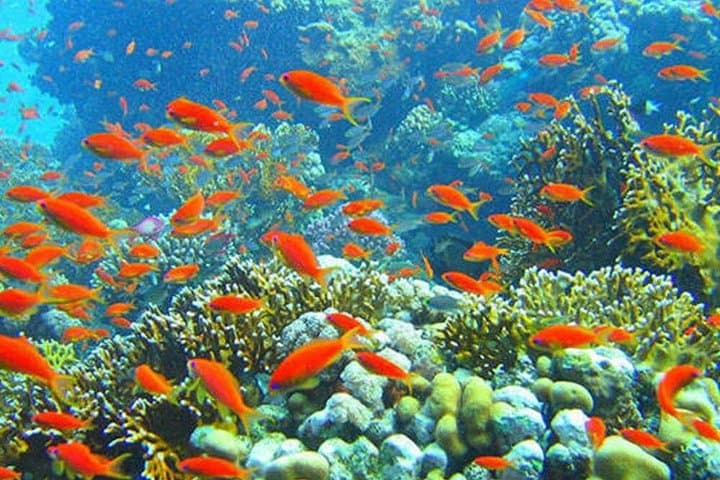 Giftun Island Private Snorkeling Trip from Hurghada — Red Sea Reefs & Dolphin Swim photo 2